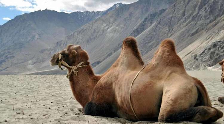 Nubra Valley - cammello Batriano